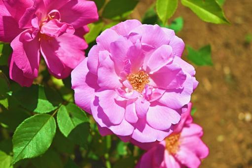 ピンクのバラの写真