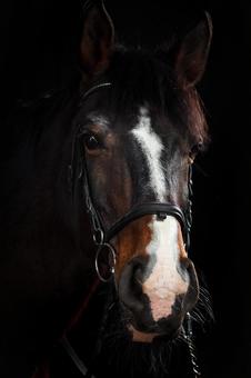 高級感のある茶色い馬のクローズアップ 高級感のある茶色い馬のクローズアップ 馬,馬の顔,アップの写真素材
