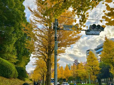 綺麗な代々木公園のいちょう並木② イチョウ,いちょう,イチョウ並木の写真素材