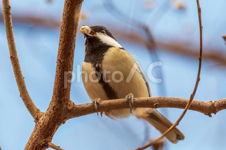 枝で餌をくわえるシジュウカラ シジュウカラ,鳥,野鳥の写真素材