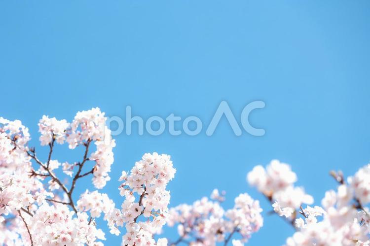 ふんわりした桜の花のイメージ画像G 桜,青空,花の写真素材