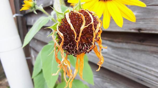 しおれたひまわりの花 ひまわり,花,秋の写真素材