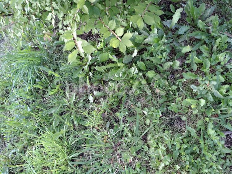よく見ると迫力がある……？ 自然,緑,植物の写真素材
