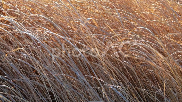 枯草の整然とした秩序ある造形美 枯草,雑草,荒野の写真素材