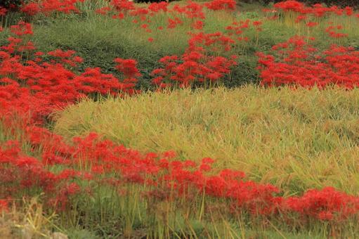 Harvested rice and red spider lilies, JPG Harvested rice and red spider lilies, JPG
