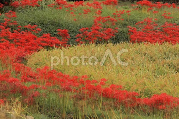 実りの稲と彼岸花 彼岸花,秋,風景の写真素材