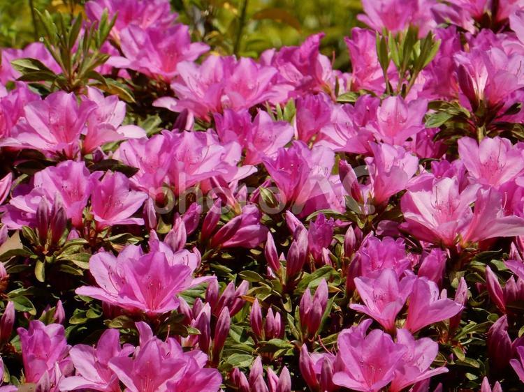 【花の写真】ツツジの花 ツツジ,つつじ,躑躅の写真素材