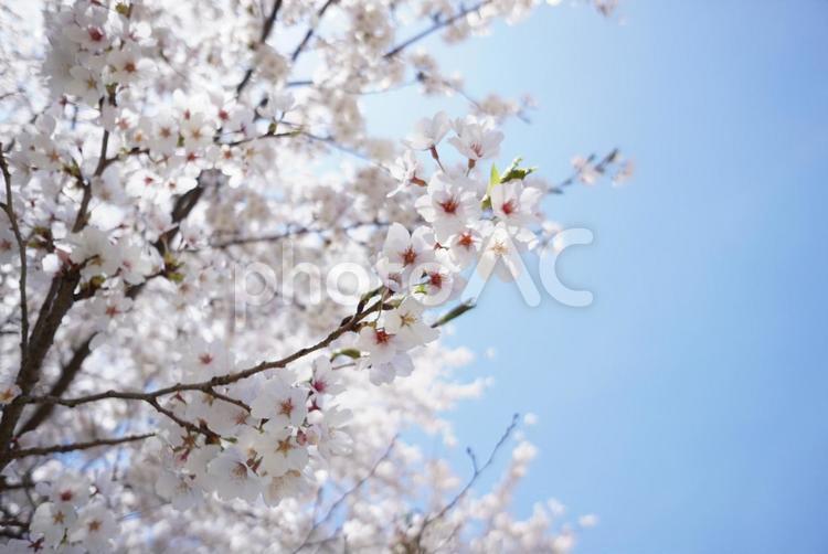見上げた春の淡いサクラ③ 桜,木,ルーズの写真素材