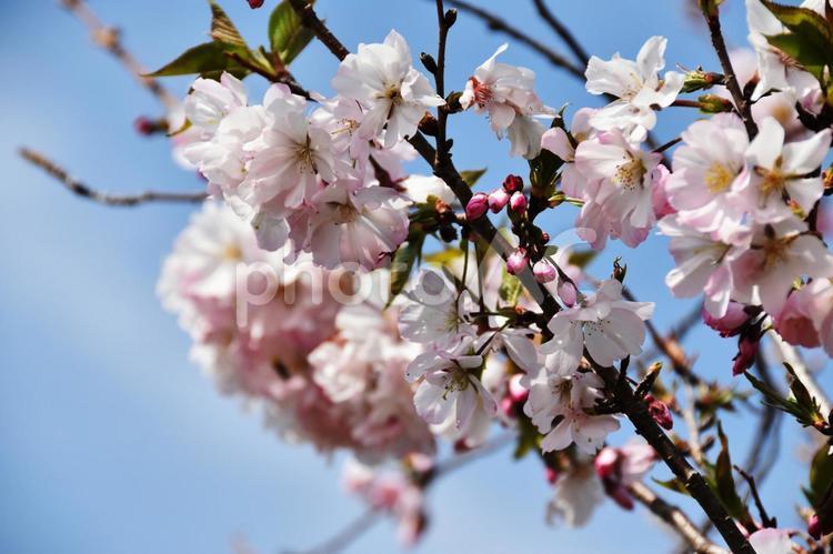 桜（十月桜・ジュウガツザクラ） 桜,十月桜,花見の写真素材