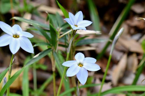 ハナニラ ハナニラの写真