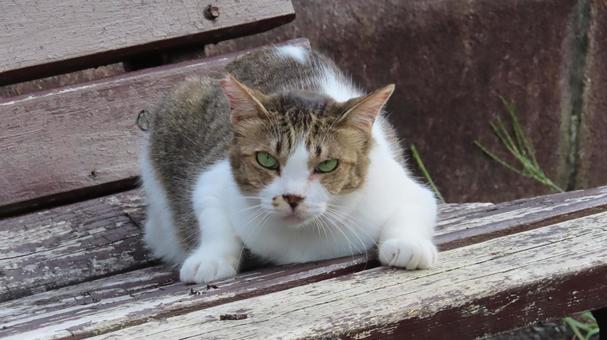 Photo, cat, kisishiro, lie down, 