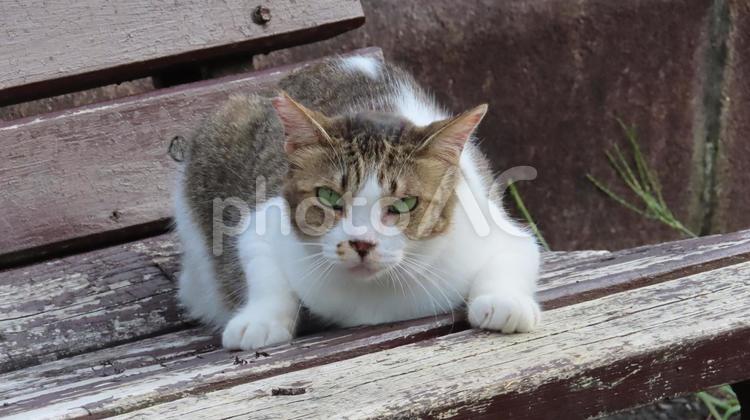 お気に入りのベンチで夕涼みを始める猫 猫,キジシロ,寝そべるの写真素材