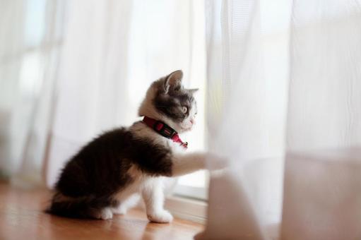 窓辺の子猫の写真