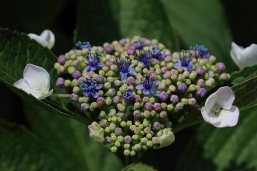 ガクアジサイの写真