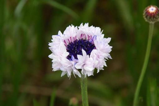 ヤグルマギク ヤグルマギク ヤグルマギク,矢車菊,ヤグルマソウの写真素材