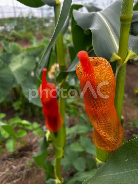 市民農園のとうもろこしの雌穂のカバー とうもろこし,初夏,夏野菜の写真素材