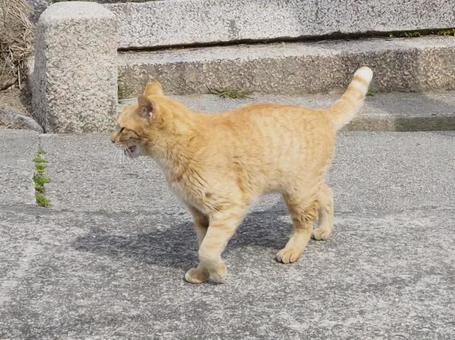 にゃんこ にゃんこ 猫,ネコ,にゃんこの写真素材