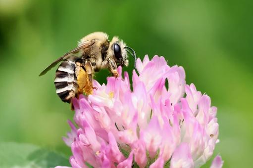 シロスジヒゲナガハナバチ シロスジヒゲナガハナバチ,メス,ハナバチの写真素材