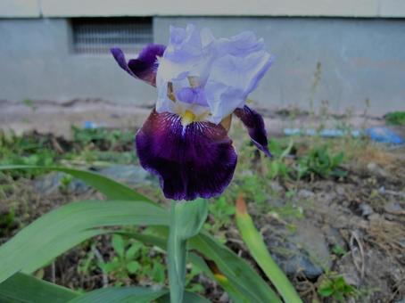 花 花の写真