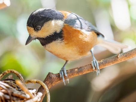 枝にとまるヤマガラ 枝にとまるヤマガラの写真