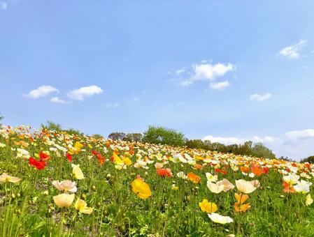 ポピーの花咲く春の丘 ポピー,花,満開の写真素材