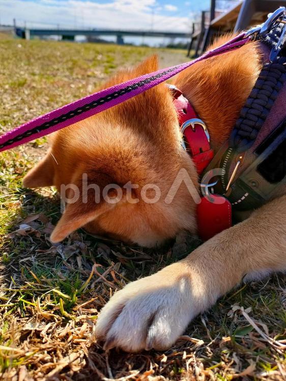 穴を見つけて顔を突っ込む柴犬 犬,柴犬,シバの写真素材
