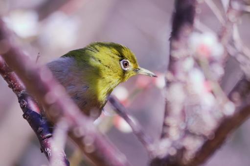 梅の木とアップで撮ったメジロ 鳥,メジロ,春の写真素材