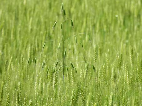 麦畑にカラスムギ(野草) 麦畑にカラスムギ(野草)の写真