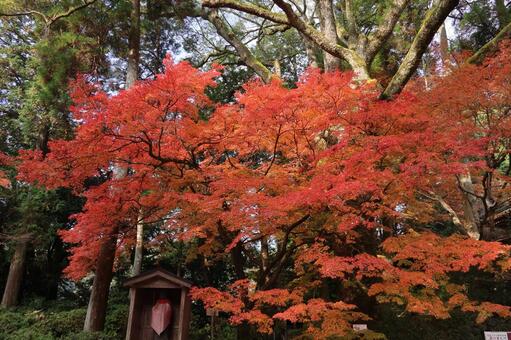 佐賀県基山町「大興善寺」の紅葉 大興善寺,紅葉,佐賀県の写真素材