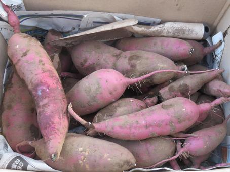 サツマイモ サツマイモ サツマイモ,野菜,食材の写真素材