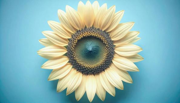 一輪のひまわりの花 一輪のひまわりの花の写真