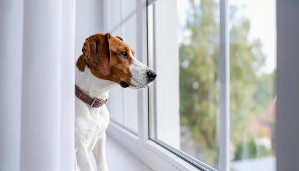 窓の外を見る犬 窓の外を見る犬の写真
