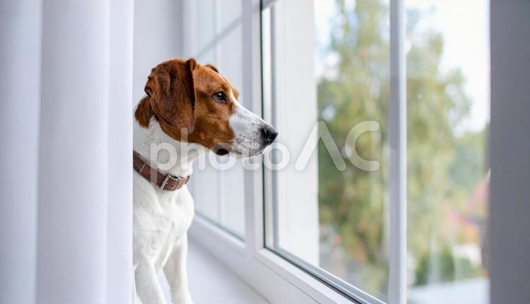 窓の外を見る犬 ツリーイング・ウォーカー・クー,ペット,留守番の写真素材