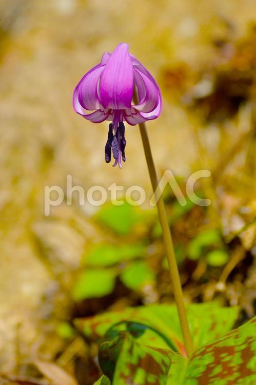 早春の妖精　香嵐渓のカタクリの花 花,開花,春の写真素材