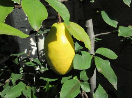 カリン  ０２ カリン,花梨,果樹の写真素材