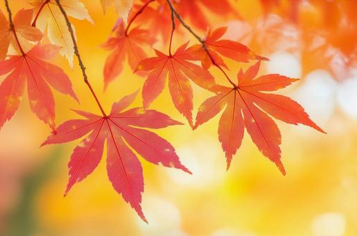 紅葉 紅葉の写真