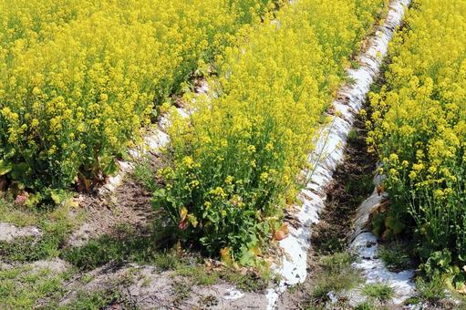 菜の花畑 菜の花畑,菜の花,花の写真素材