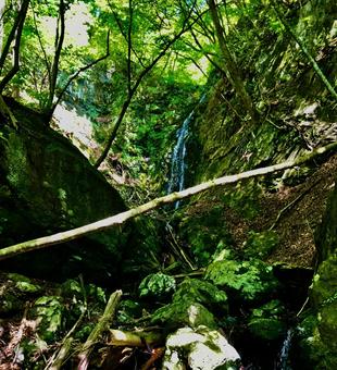 山の中 山の中の写真