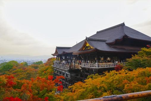 京都 鮮やかな紅葉に包まれた清水寺 京都,清水寺,清水の舞台の写真素材