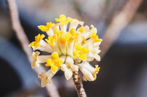 ミツマタの花 ミツマタの花の写真