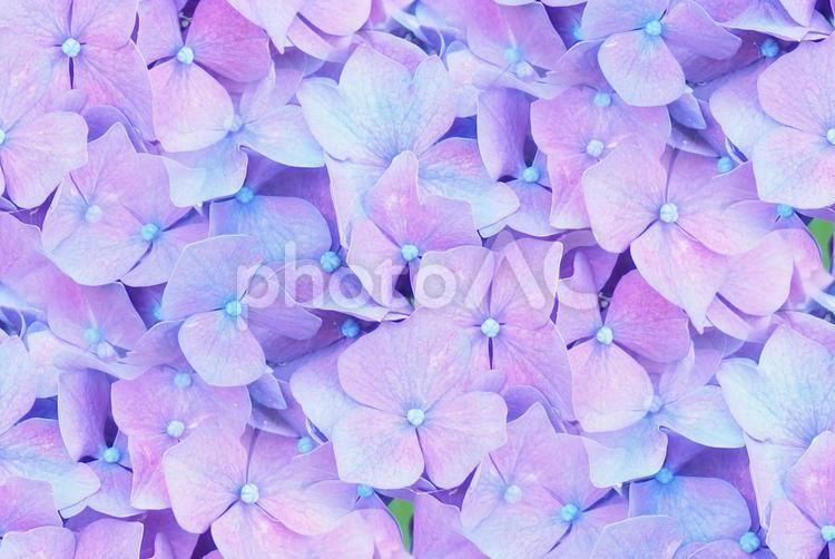 花の背景素材（シームレス） 背景,花,シームレスの写真素材