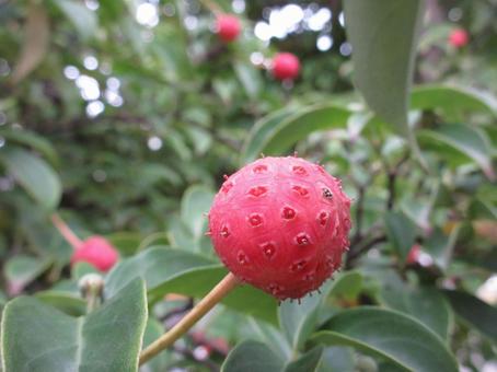 ヤマボウシの実  ００２ ヤマボウシの実,果実,落葉高木の写真素材
