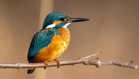 カワセミ 枝Aの写真