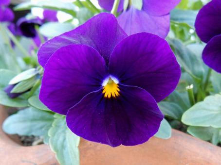 【花の写真】ピオラ ビオラ,三色菫,植物の写真素材