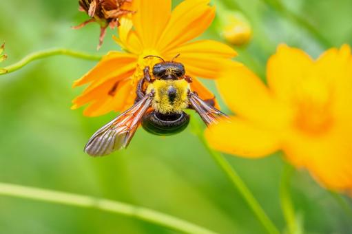 コスモスとクマバチ⑹ コスモスとクマバチ⑹ 花,コスモス,蜂の写真素材
