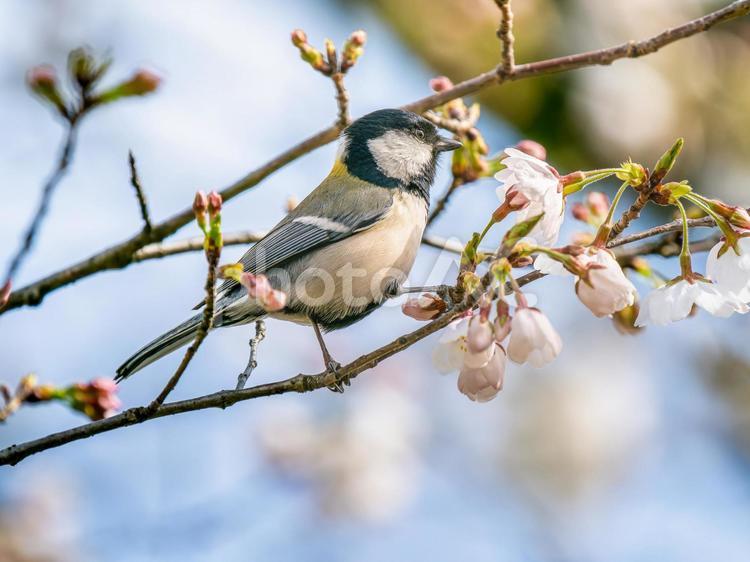 桜にとまるシジュウカラ シジュウカラ,野鳥,鳥の写真素材