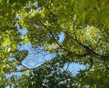 緑と青空 緑と青空 木漏れ日,自然,晴れの写真素材