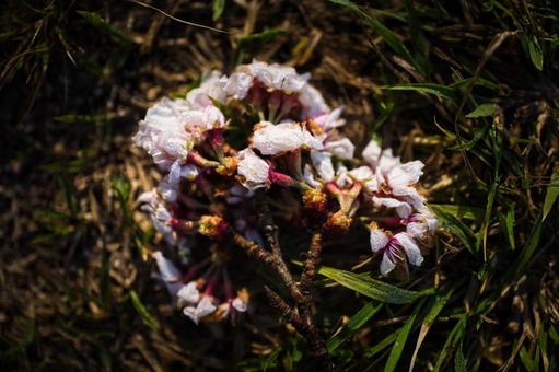 折れた桜の枝 折れた桜の枝の写真