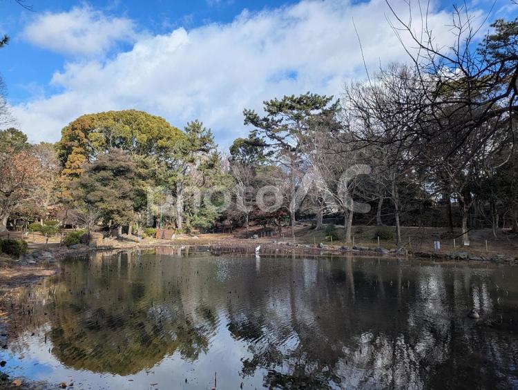 鶴舞公園の胡蝶ヶ池 鶴舞公園,サギ,鷺の写真素材