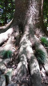 tree, JPG tree, JPG
